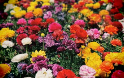 10 Flowers to Create a Colorful Landscape