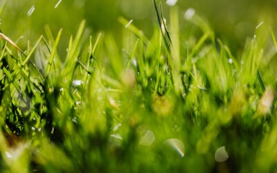 7 Lawn Care Tips for Healthier & Greener Grass