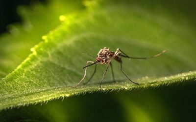 5 Ways To Keep Mosquitos Out Of Your Yard