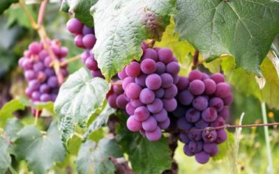 Growing Grape Vines On A Fence