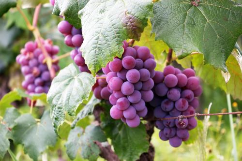 Growing Grape Vines On A Fence