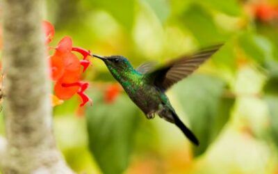 How to Attract Hummingbirds to Your Garden