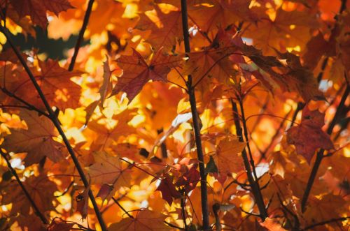 Fall foliage: How to enhance your landscape with vibrant autumn colors