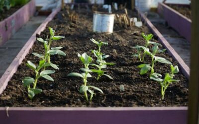 What to Plant in September — A Guide to the Best Vegetables and Flowers to Add to Your Fall Garden