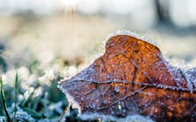 Preparing Your Garden for Winter: Essential Tips for Winterizing Your Plants