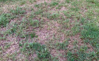 Winter Lawn Diseases: How to Spot and Treat Them