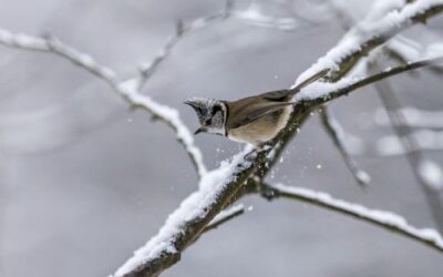 Wildlife-Friendly Winter Landscaping