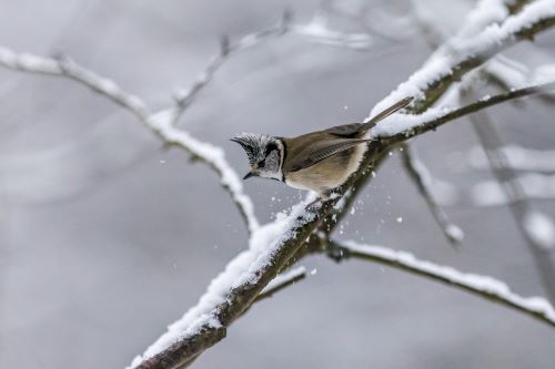 Wildlife-Friendly Winter Landscaping