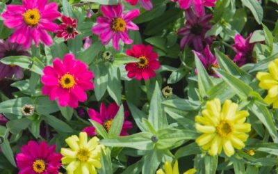 February Garden Planning: Jack’s Tips for a Colorful Spring