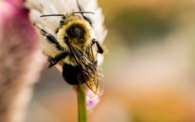 Creating a Bee-Friendly Garden