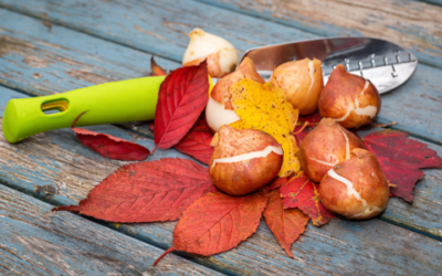 Planting Bulbs in November: Flowers to Look Forward to in Spring