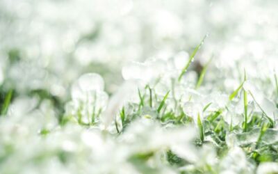 How Snow and Ice Affect Your Lawn: Facts and Myths