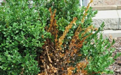 How to Spot Winter Damage on Trees and Shrubs